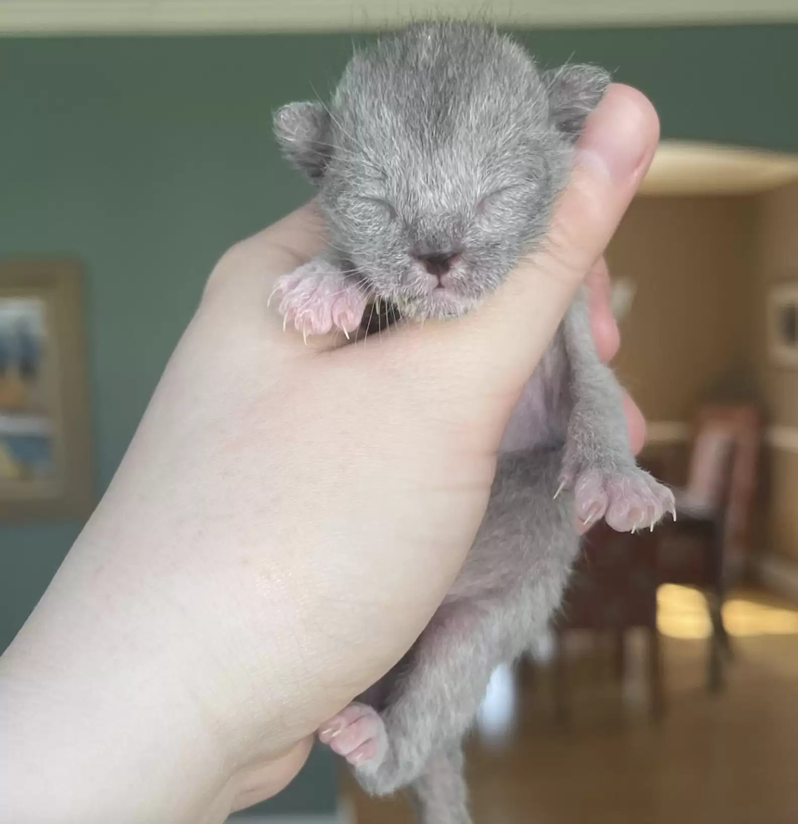 kitten looks like a werewolf