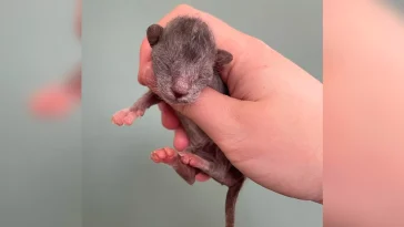 Baby Werewolf’ Kitten Changes Color In Front Of Rescuer’s Eyes