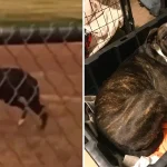 Watch This Scared Stray Who’d Never Been Inside Before Become A Total House Dog