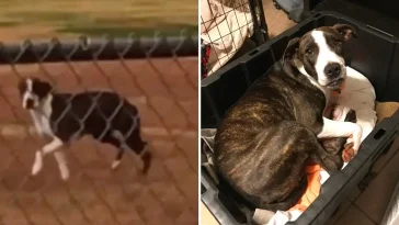 Watch This Scared Stray Who’d Never Been Inside Before Become A Total House Dog