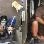 UPS Driver Has The Sweetest Relationship With All The Pups On HIs Route