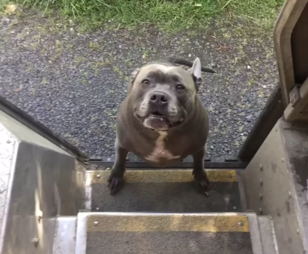 ups driver loves every pitbulls 3