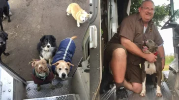 UPS Driver Has The Sweetest Relationship With All The Pups On HIs Route