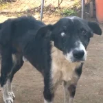 Man Said His Dog Was “Too Old” And Walked Away From Him For Good