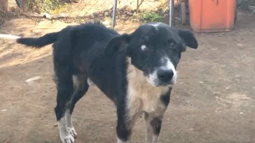 Man Said His Dog Was “Too Old” And Walked Away From Him For Good