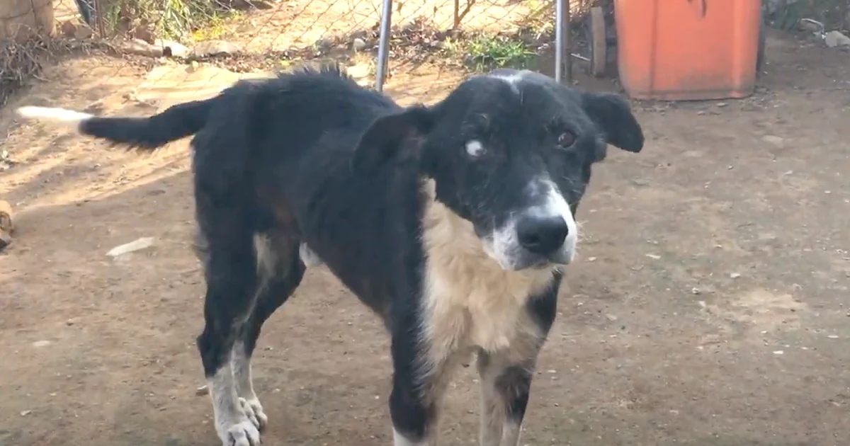 Man Said His Dog Was “Too Old” And Walked Away From Him For Good