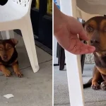 Little Dog Waits Outside Dollar Store For 3 Weeks Hoping Someone Will Notice Him