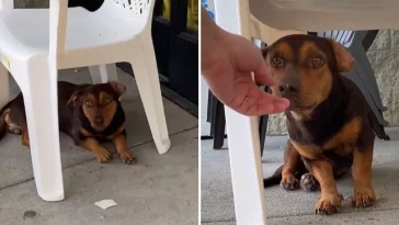 Little Dog Waits Outside Dollar Store For 3 Weeks Hoping Someone Will Notice Him