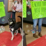 Beloved Shelter Dog Is Thrilled To Walk Down Red Carpet Into New Mom’s Arms