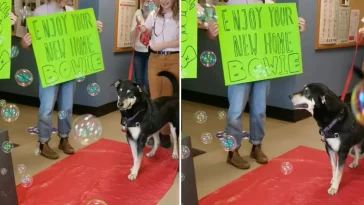 Beloved Shelter Dog Is Thrilled To Walk Down Red Carpet Into New Mom’s Arms