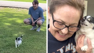 Blind Senior Dog's Heartwarming Reaction to Recognizing Her Favorite Person